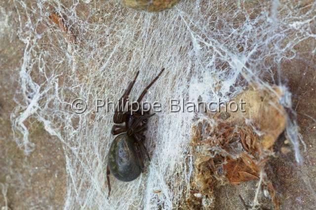 Amaurobiidae_0995.JPG - France, Araneae, Amaurobiidae, Araignée, Amaurobe féroce (Amaurobius ferox) sur sa toile cribellate, Lace webbed spider